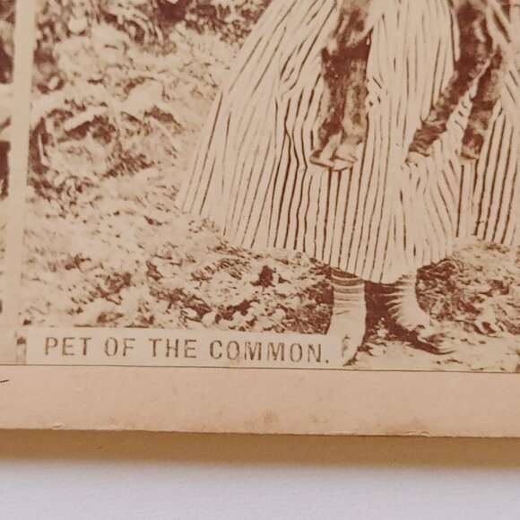 CUTE ANTIQUE STEREOGRAPH CARD Mary Had a Little Lamb Scene "Pet of the Common" - Picture 4 of 5